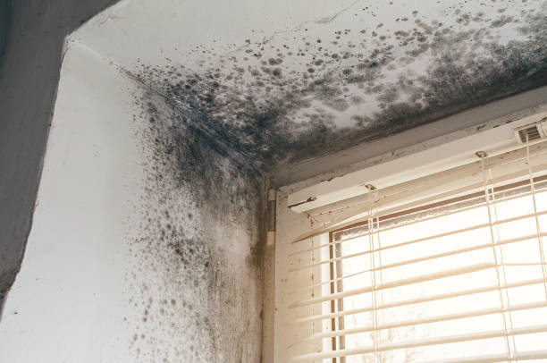 Affordable Mold Cleanup solutions in Oldtown, MD